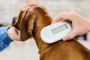 Council offers free pet ID