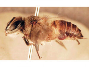 Varroa mite eradication effort abandoned