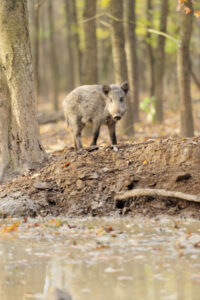 Pigging idiots: Illegal hunters lost in park