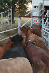 Feeding the needs of herd