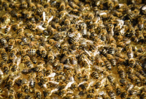 Locals urged to bee on the lookout