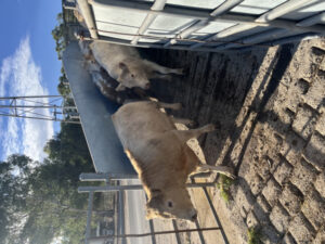 Saleyards faces uncertain future