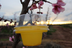 Fruit fly fight: Funds pledged