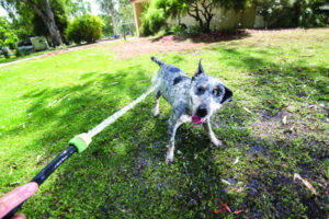 Keeping our friends cool during sizzling summer