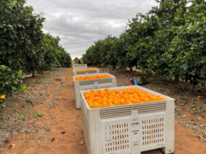 Hours work for grower