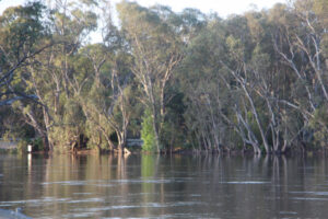 Climate a ‘dirty word’: council vetoes tree report