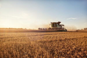 Dry outlook for crop output