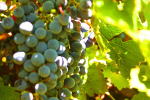 Drink and be merry as the Murray Valley wine industry is on the up