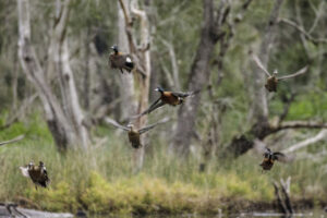 Shooting season appals activists