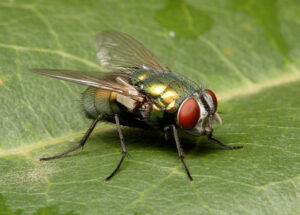 Plan to strike out blowflies