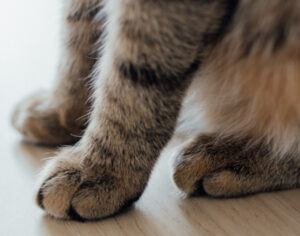 Cat returns home after 16 months