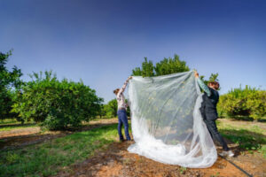 Nets crucial to fruit fly control