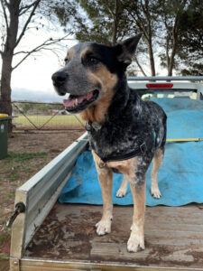 Heat gives ‘paws’ for thought