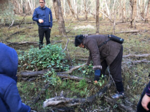 Plight of the river gum