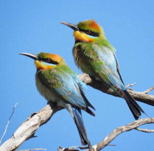 Bird images magnified