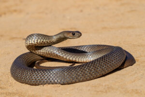 Snakes on the move in the north west