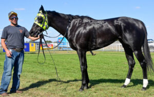 Mallee Hammer in carnival form, says trainer