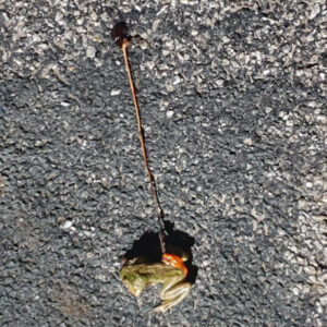 Moulamein notes May 6