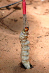 Grubs up for coming cod open