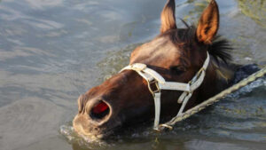 Horses beat the heat