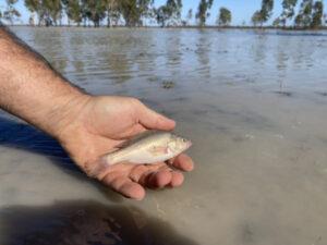 Research into movement patterns of juvenile golden perch eye-catching