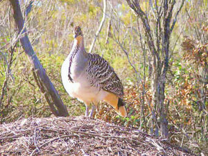 Miners must mind malleefowl