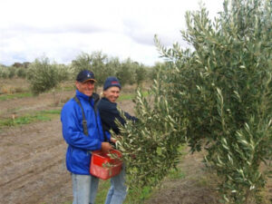Engineering olive excellence