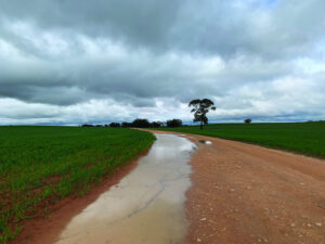 Revival rain for crops after a dry July