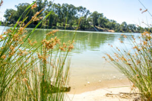 Murray prone to pesticide risk