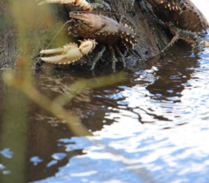 Strict limits on crayfish