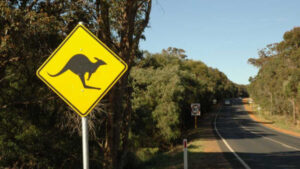 Watch out for wildlife