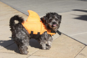 Swan Hill wants to hear your say on pets