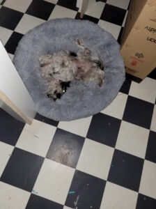 Chick out these cuties