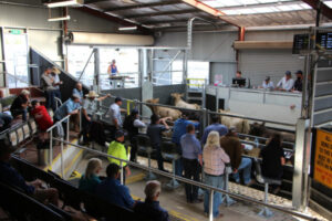 Swan Hill livestock sales called off