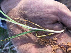 Farmers urged to be vigilant