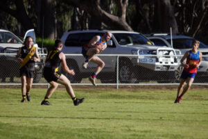 Lions win battle of big cats