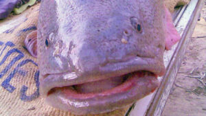 Cod comeback: anglers return after restocking