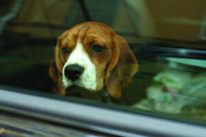 Paws and think of dogs in hot vehicles