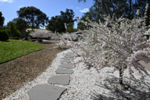 Blossom extravaganza bursts