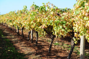 Family growers suffering, says MVW