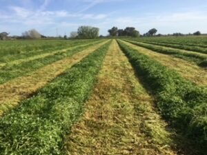 Moisture drives silage choice