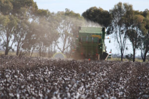 Cottoning on to a new industry