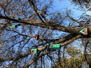 Follow Biodiversity Trail to Men’s Sheds birdhouses