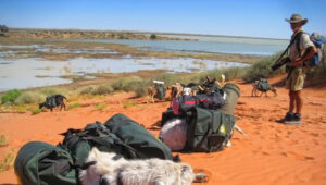 Goat trekker comes home