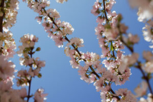 Hot, dry times ahead