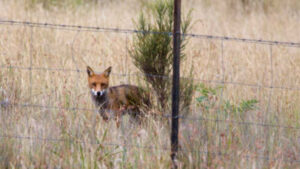 LHPA commences fox baiting program
