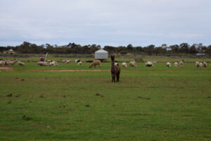 Lots of furry friends at local hobby farm