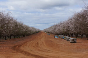 Varroa battle now about management, not eradication