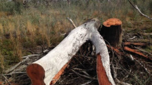 Taking the axe to illegal wood harvesting