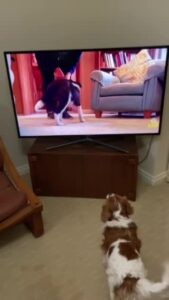 Busy this weekend watching TV